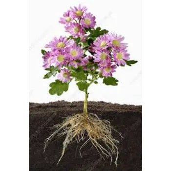 Modern Chrysanthemum Plant